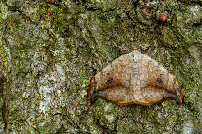 Pebble Hook-tip (Drepana falcataria). County Durham, United Kingdom. May 2022