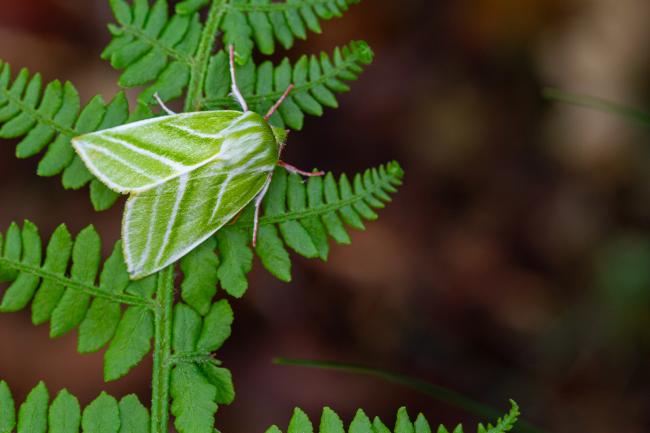 Green Silver-lines (Pseudoips prasinana). County Durham, United Kingdom. May 2022