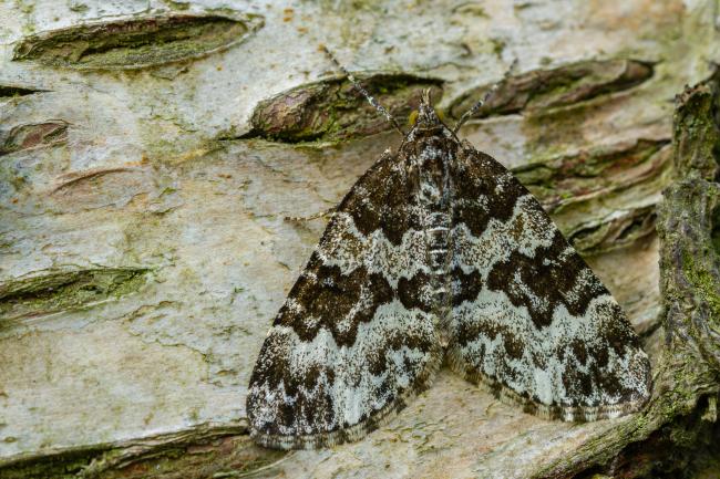 Broken-barred Carpet (Electrophaes corylata). County Durham, United Kingdom. May 2022