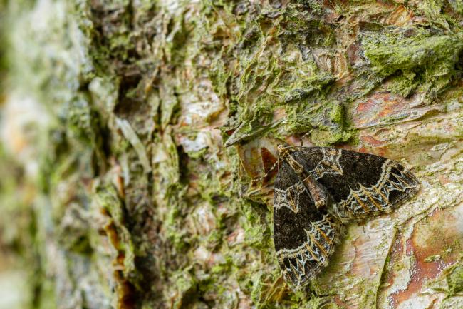 Small Phoenix (Ecliptopera silaceata). County Durham, United Kingdom. May 2022