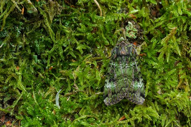 Green Arches (Anaplectoides prasina). County Durham, United Kingdom. May 2022