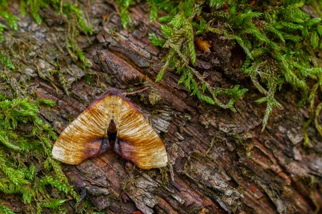 Scorched Wing (Plagodis dolabraria). County Durham, United Kingdom. May 2022