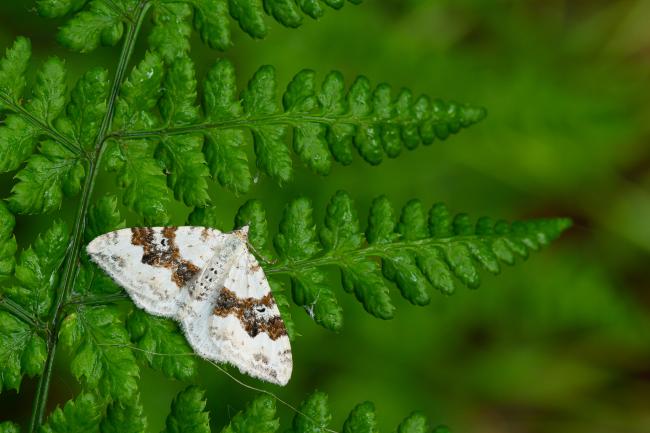 Silver-ground Carpet (Xanthorhoe montanata). County Durham, United Kingdom. May 2022