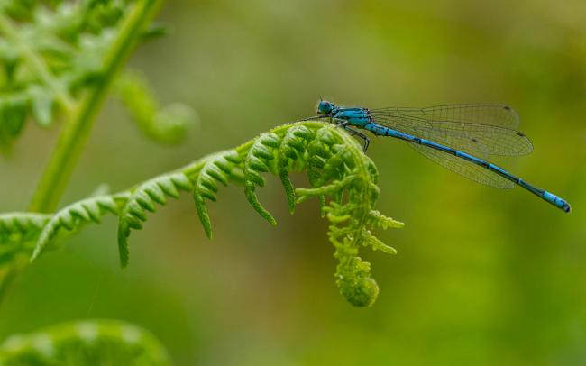 Azure Damselfly (Coenagrion puella). County Durham, United Kingdom. May 2022