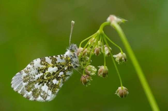 Orange-tip (Anthocharis cardamines). County Durham, United Kingdom. May 2022