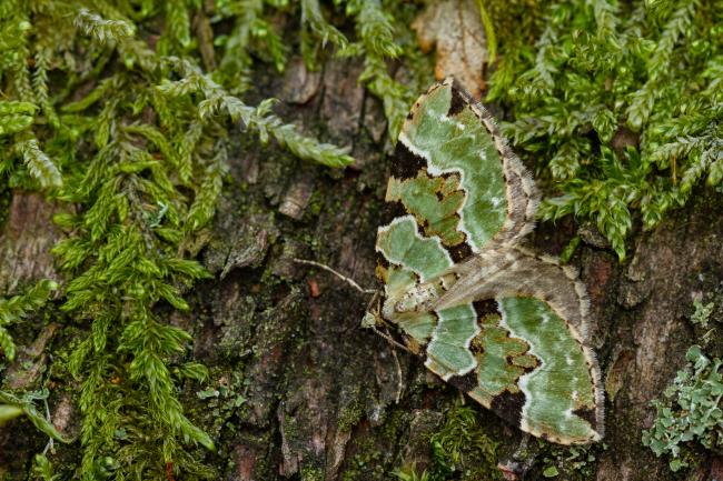 Green Carpet (Colostygia pectinataria). County Durham, United Kingdom. June 2022
