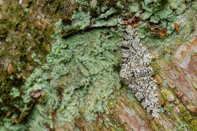 Peppered Moth (Biston betularia). County Durham, United Kingdom. June 2022