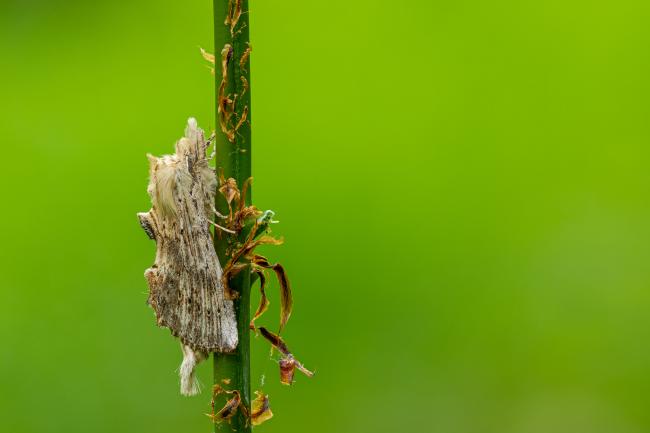 Pale Prominent (Pterostoma palpina). County Durham, United Kingdom. June 2022