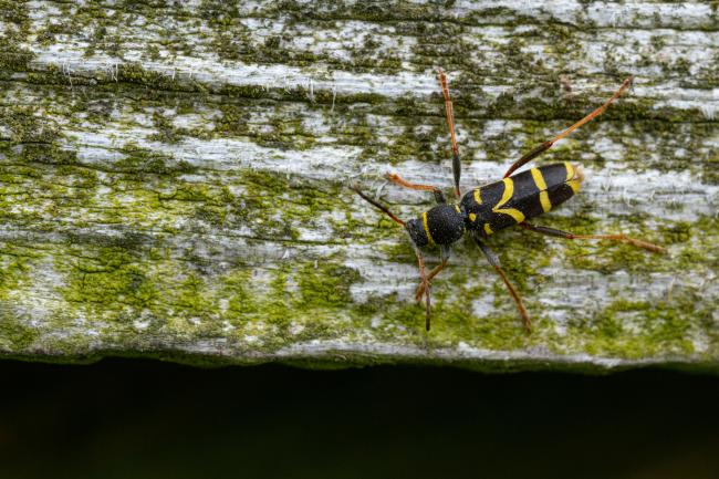 Wasp Beetle (Clytus arietis). County Durham, United Kingdom. June 2022