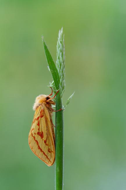Ghost Moth (Hepialus humuli). County Durham, United Kingdom. June 2022