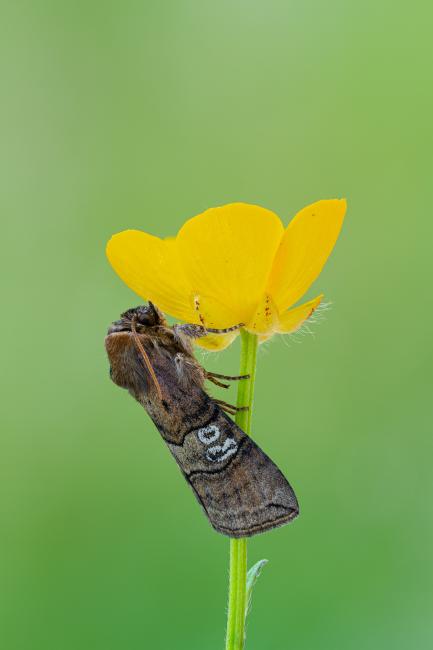 Figure of Eighty (Tethea ocularis). County Durham, United Kingdom. June 2022