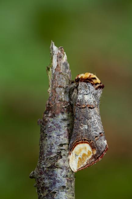 Buff-tip (Phalera bucephala). County Durham, United Kingdom. June 2022