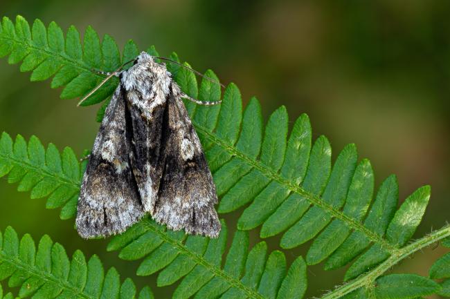 Alder Moth (Acronicta alni). County Durham, United Kingdom. June 2022