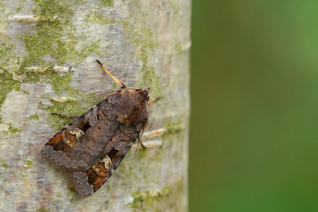 Purple Clay (Diarsia brunnea). County Durham, United Kingdom. June 2022