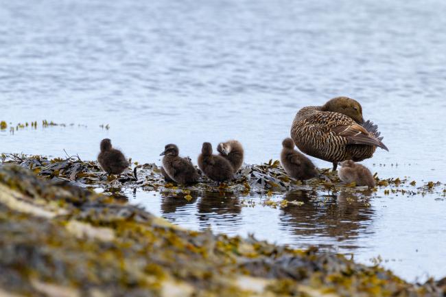 Common Eider (Somateria mollissima). Fife, United Kingdom. June 2022
