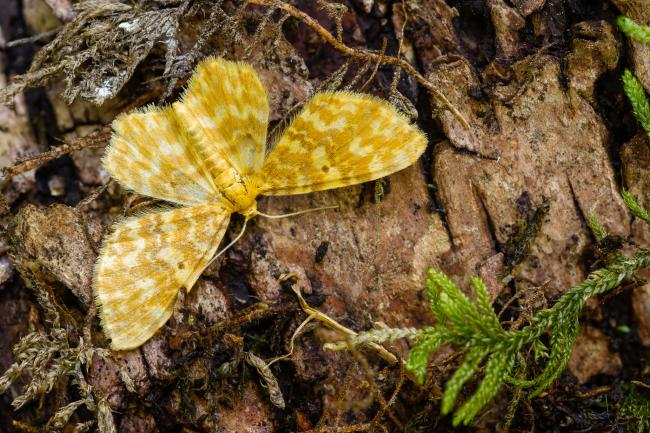 Small Yellow Wave (Hydrelia flammeolaria). County Durham, United Kingdom. July 2022