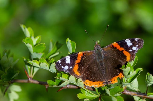 Red Admiral (Vanessa atalanta). County Durham, United Kingdom. July 2022