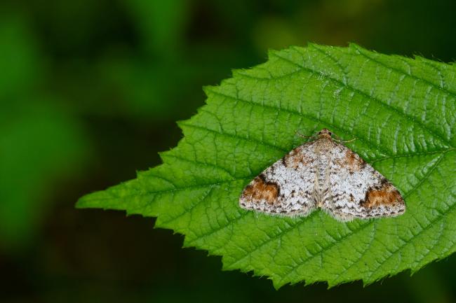 Blomers Rivulet (Venusia blomeri). County Durham, United Kingdom. July 2022