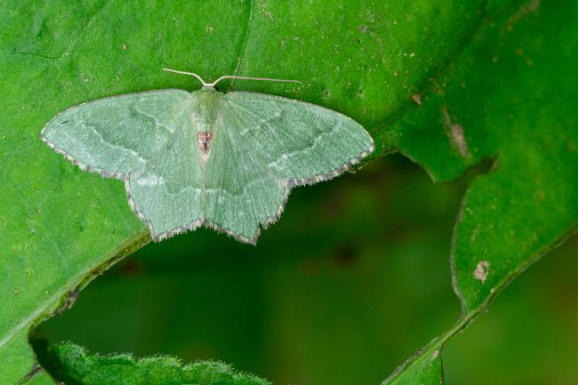 Common Emerald (Hemithea aestivaria). County Durham, United Kingdom. July 2022