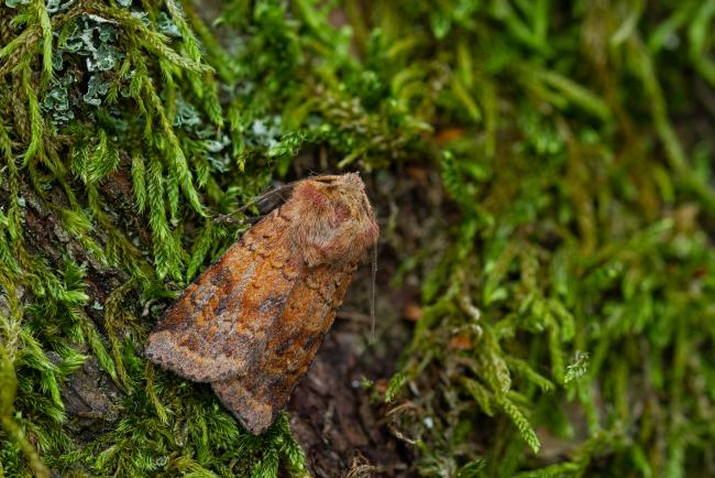 Ingrailed Clay (Diarsia mendica). County Durham, United Kingdom. July 2022