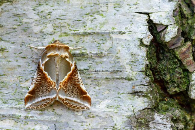 Buff Arches (Habrosyne pyritoides). County Durham, United Kingdom. July 2022