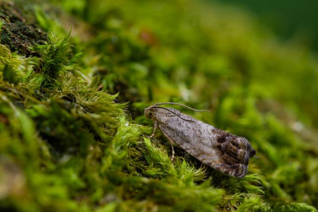 Cydia splendana (Cydia splendana). County Durham, United Kingdom. July 2022
