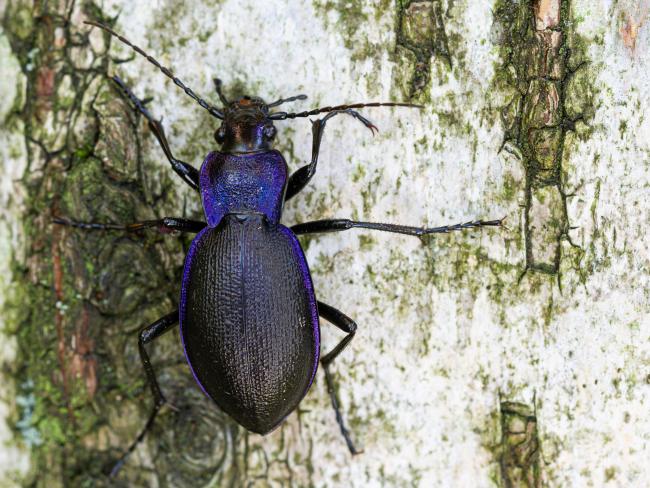 Violet Ground Beetle (Carabus violaceus). County Durham, United Kingdom. August 2022