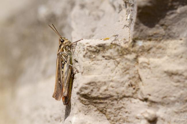 Field Grasshopper (Chorthippus brunneus). County Durham, United Kingdom. August 2022