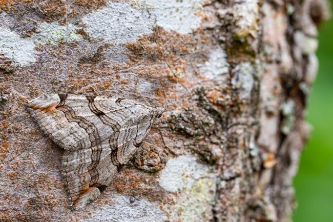Treble Bar (Aplocera plagiata). West Sussex, United Kingdom. August 2022