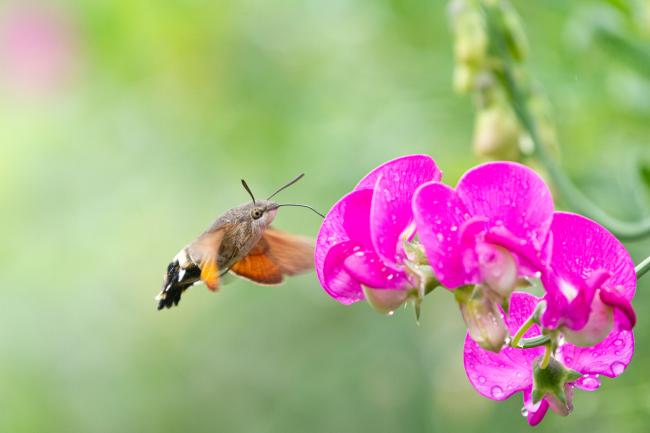 Hummingbird Hawk-moth (Macroglossum stellatarum). West Sussex, United Kingdom. August 2022