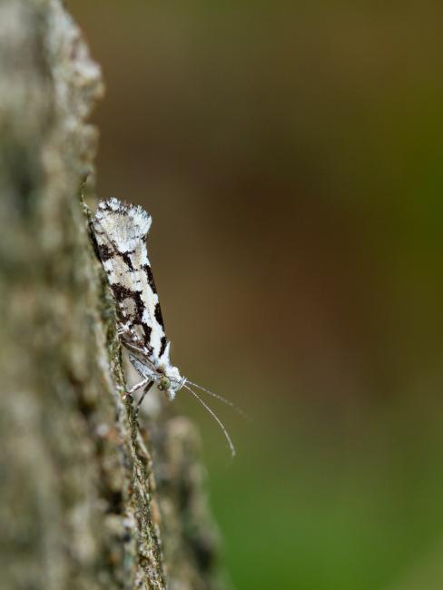 Pied Smudge (Ypsolopha sequella). West Sussex, United Kingdom. August 2022