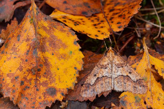 Mottled Umbar (Erannis defoliaria). County Durham, United Kingdom. October 2022