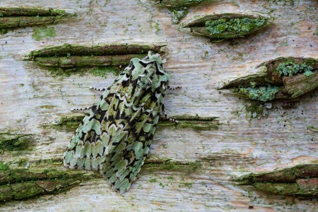 Merveille de Jour (Griposia aprilina). County Durham, United Kingdom. October 2022