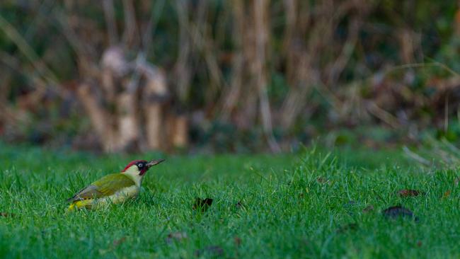 Green Woodpecker (Picus viridis). Oxfordshire, United Kingdom. December 2022