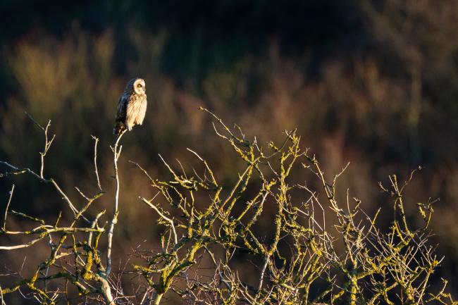 Short-eared Owl (Asio flammeus). West Sussex, United Kingdom. January 2023