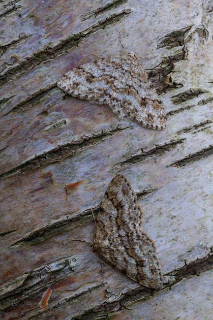Engrailed (Ectropis crepuscularia). County Durham, United Kingdom. March 2023