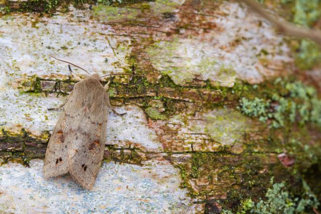 Twin-spot Quaker (Anorthoa munda). County Durham, United Kingdom. March 2023