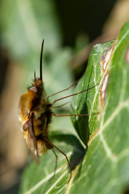 Dark-edged Bee-fly (Bombylius major). Oxfordshire, United Kingdom. April 2023