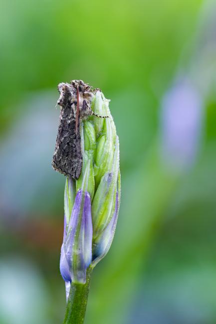 Frosted Green (Polyploca ridens). West Sussex, United Kingdom. April 2023