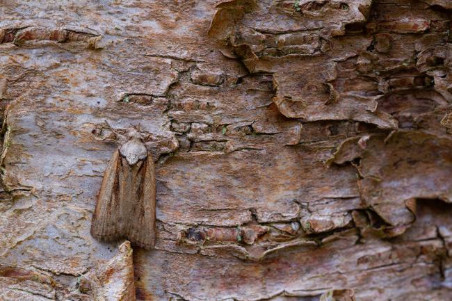 Oak Nycteoline (Nycteola revayana). County Durham, United Kingdom. April 2023