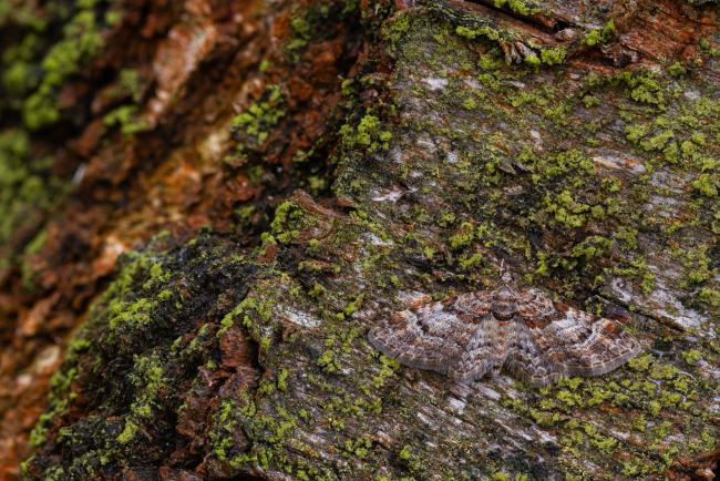 Double-Striped Pug (Gymnoscelis rufifasciata). County Durham, United Kingdom. April 2023