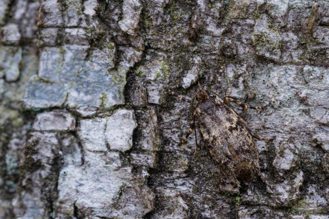 March Tubic (Diurnea fagella). County Durham, United Kingdom. April 2023