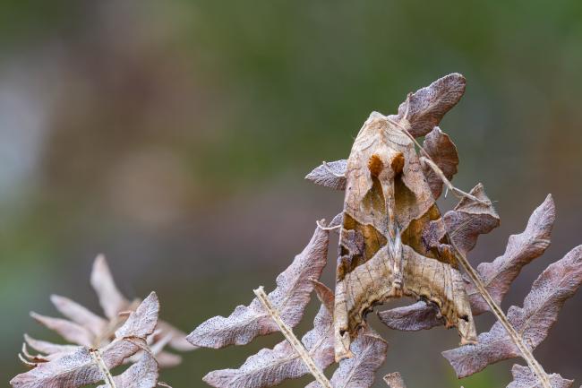 Angle Shades (Phlogophora meticulosa). County Durham, United Kingdom. April 2023