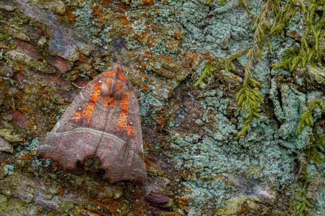 Herald (Scoliopteryx libatrix). County Durham, United Kingdom. May 2023