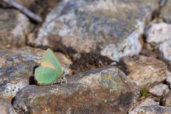 Green Hairstreak (Callophrys rubi). County Durham, United Kingdom. May 2023