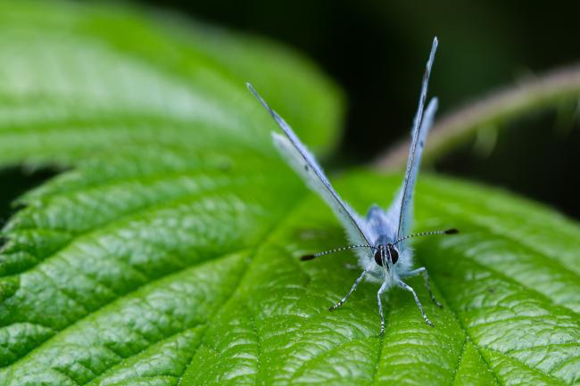 Holly Blue (Celastrina argiolus). County Durham, United Kingdom. May 2023