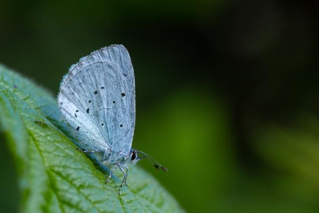 Holly Blue (Celastrina argiolus). County Durham, United Kingdom. May 2023
