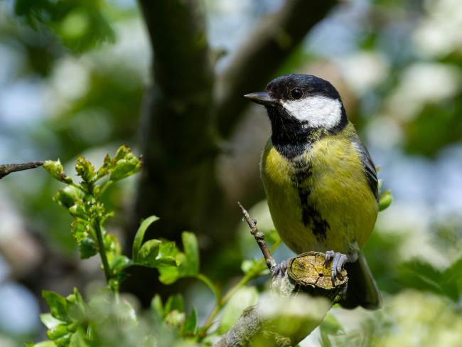 Great Tit (Parus major). County Durham, United Kingdom. May 2023