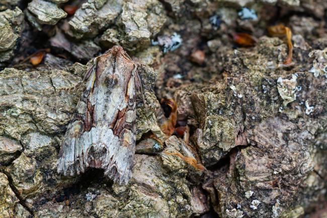Light Brocade (Lacanobia w-latinum). West Sussex, United Kingdom. May 2023