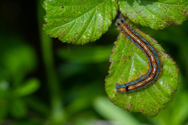 The Lackey (Malacosoma neustria). Surrey, United Kingdom. May 2023